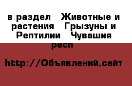  в раздел : Животные и растения » Грызуны и Рептилии . Чувашия респ.